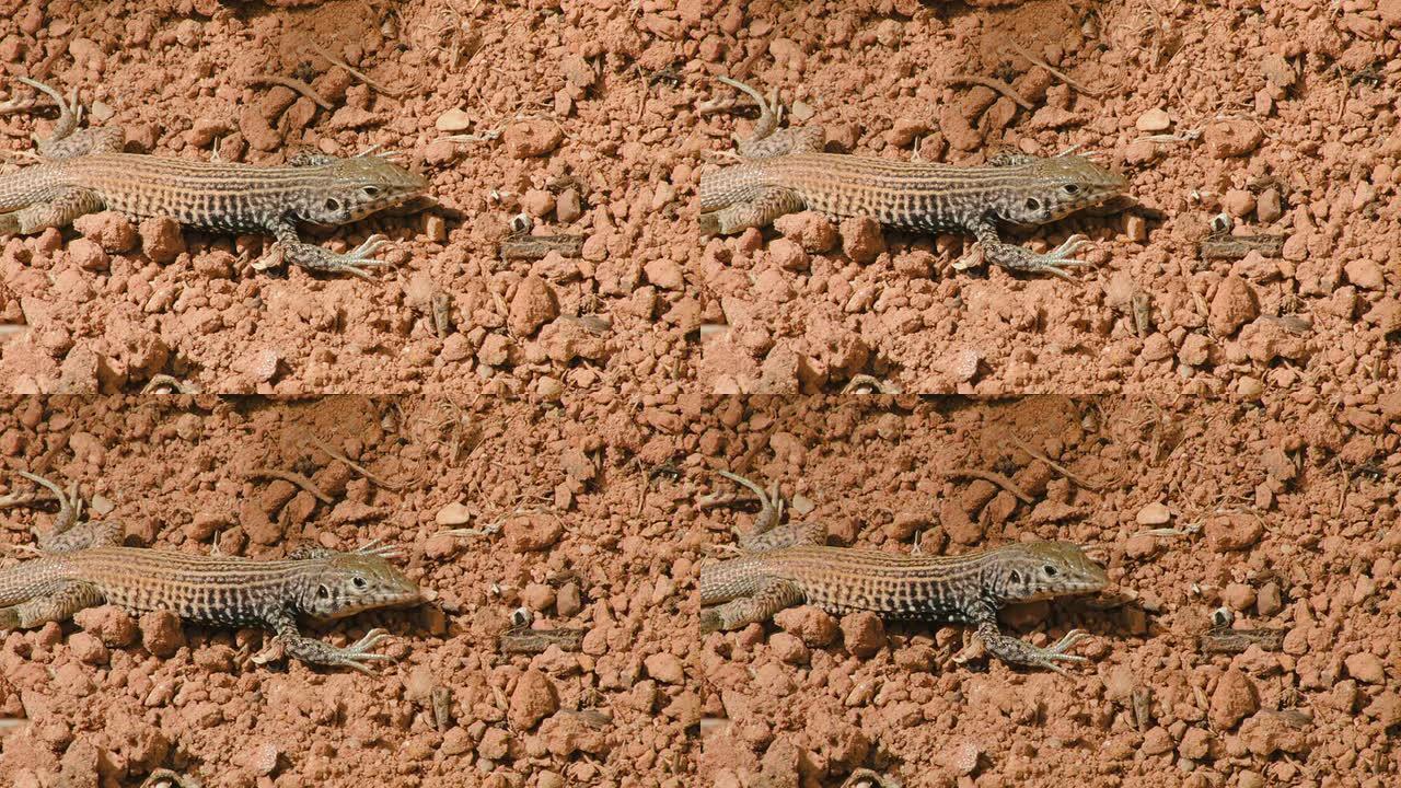 沙漠蜥蜴