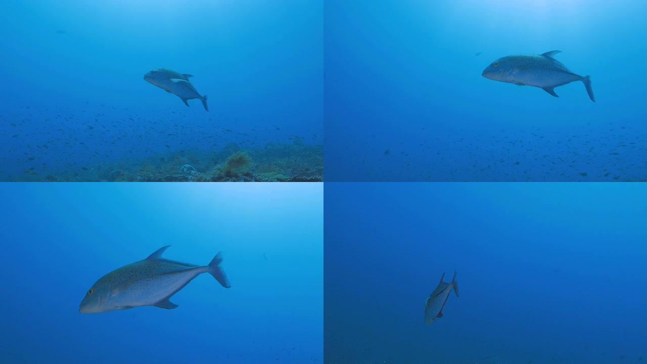 蓝鳍金枪鱼在海底摄像机附近游泳