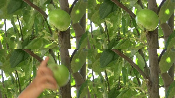 苹果树牛顿万有引力特写镜头田园风光
