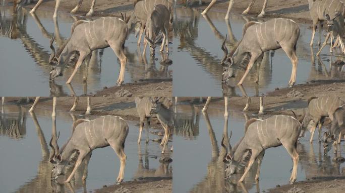 苦艾酒南部非洲羚羊野生动物
