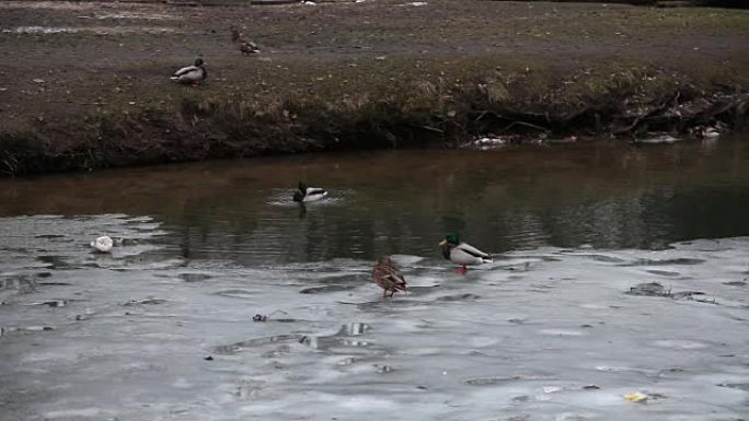 冬天半冻河上的鸭子