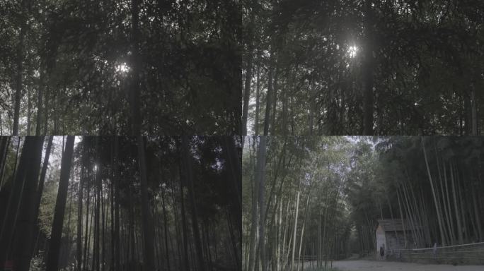 莫干山的某一片竹林 4k