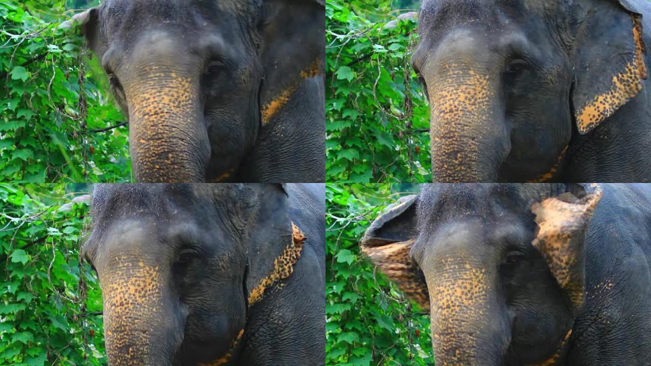 亚洲象吃草象牙