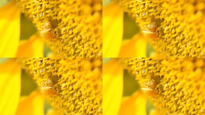 侧面图：蠕虫瞄准向日葵