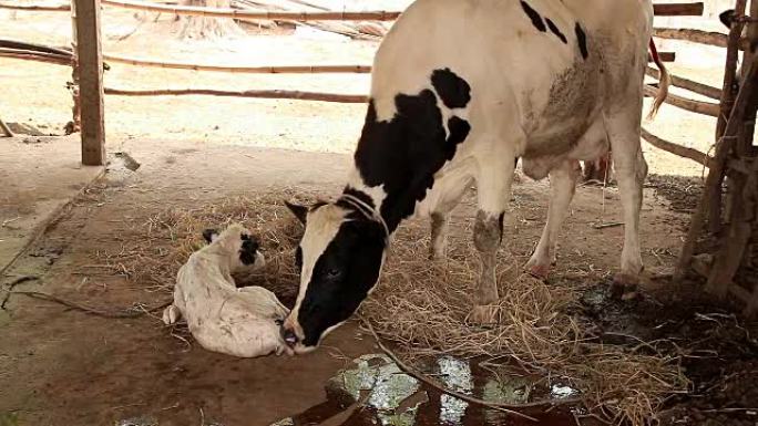 母牛清洁她的新生儿