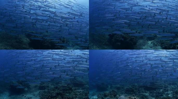 锯齿梭子鱼在珊瑚礁 (4K) 的水流中盘旋
