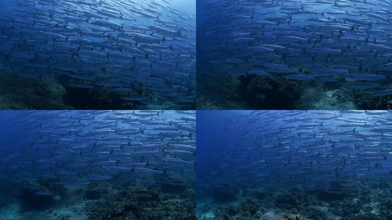 锯齿梭子鱼在珊瑚礁 (4K) 的水流中盘旋