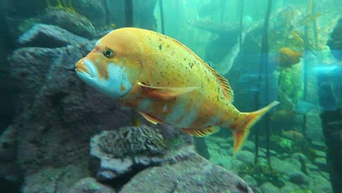 水族馆水族馆