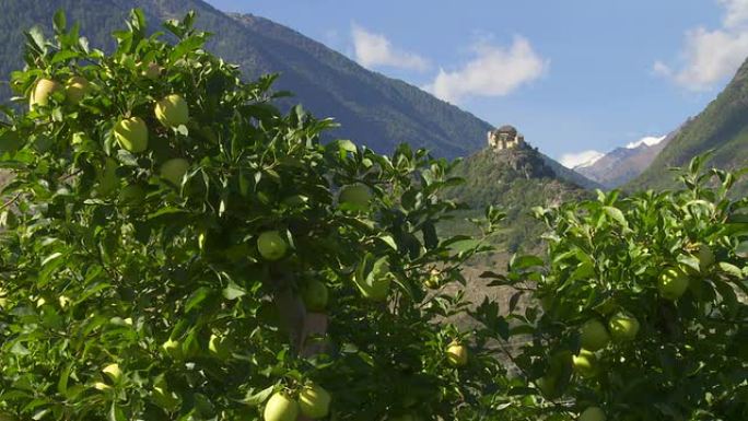 中世纪城堡前的PAN苹果种植园