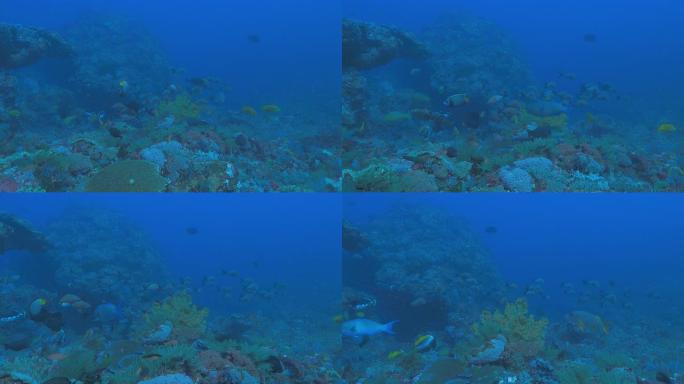 印度尼西亚富饶珊瑚礁科莫多