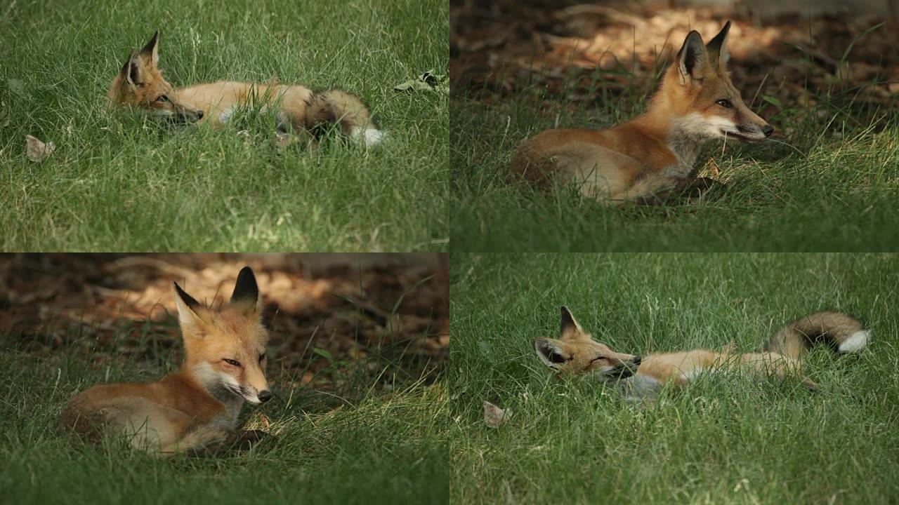 高清视频放松napping wild red fox丹佛科罗拉多州