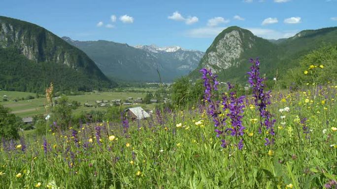 HD：春天的自然