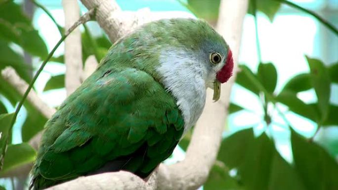 玫瑰冠果鸽野生动物保护生物生态飞翔飞鸟