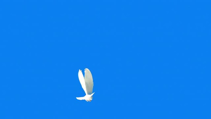 蓝色背景上的鸽子飞翔 (超级慢动作)