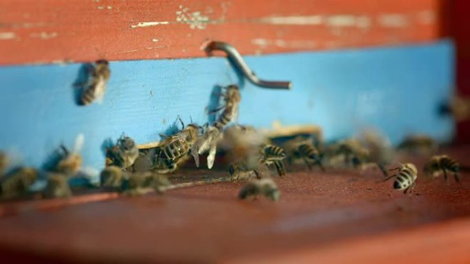高清: 蜂巢入口处的蜜蜂