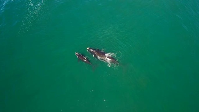 温柔的大海巨人温柔的大海巨人鲸鱼海豚