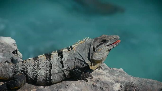 尤卡坦半岛的鬣蜥点头