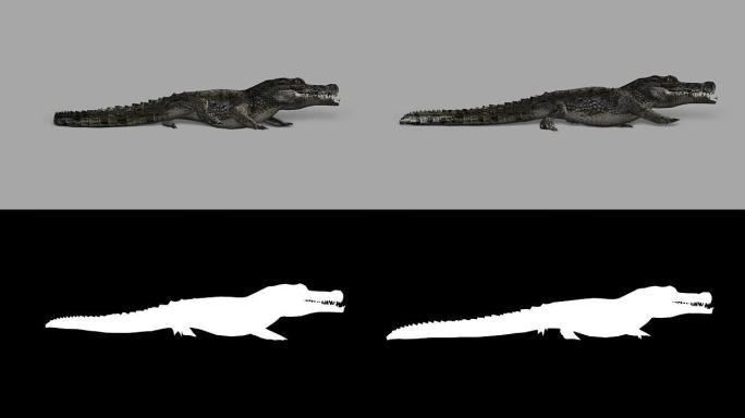 带有Alpha通道的爬行鳄鱼 (可循环)