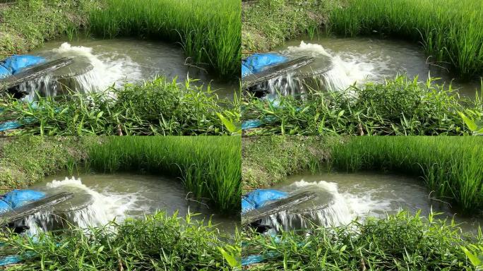 抽水水塘稻田秧苗