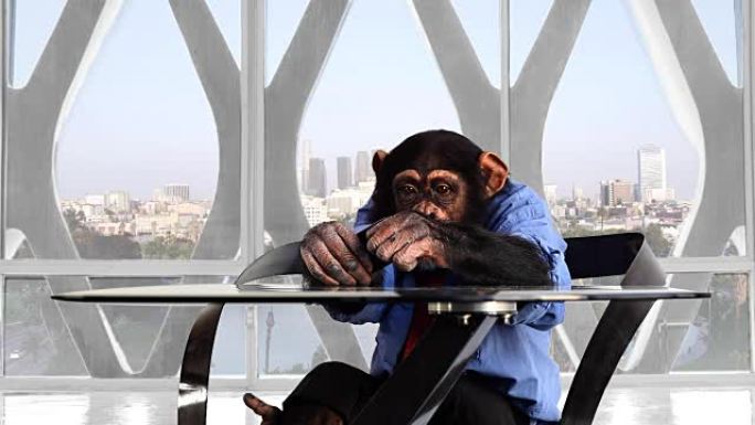 猴子智能手机洛杉矶办公室