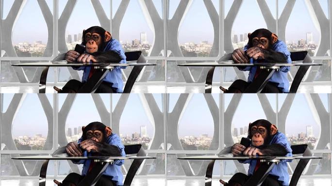 猴子智能手机洛杉矶办公室