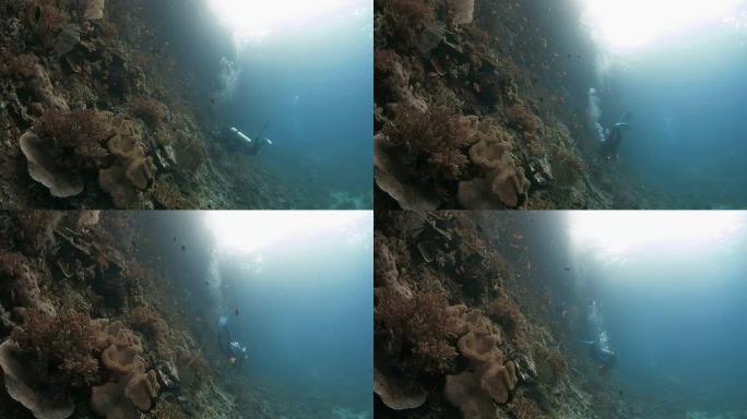 摄影师捕捉到珊瑚礁的照片