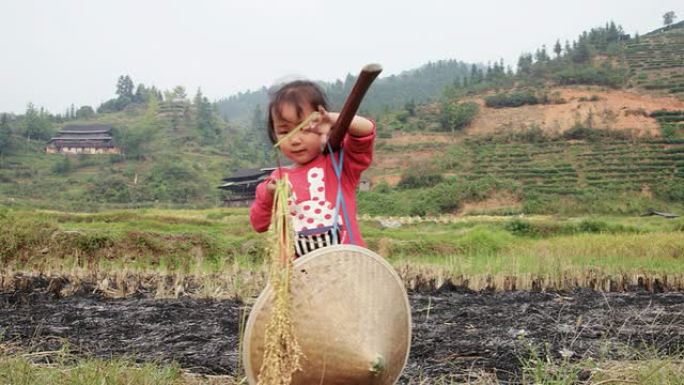 中国女孩在收割期间玩水稻