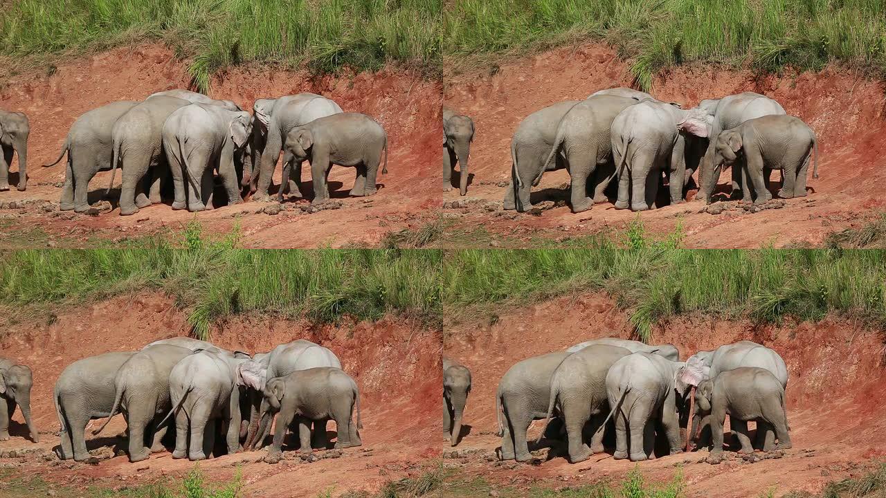 大象泰国。种群繁衍觅食行为母象小象