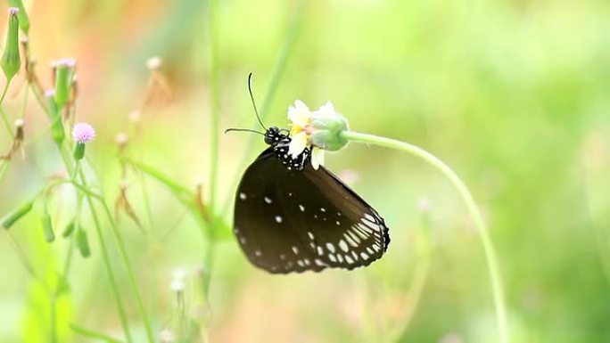 栖息在花朵上的黑蝴蝶