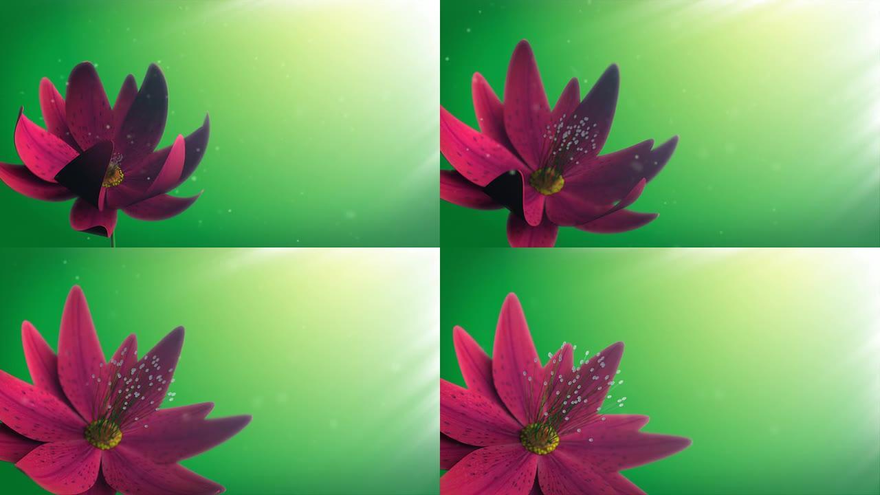 Macro Flower动画背板