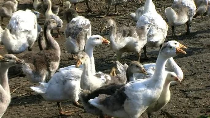 谷歌农场河滩放养养殖业鸭群鹅群