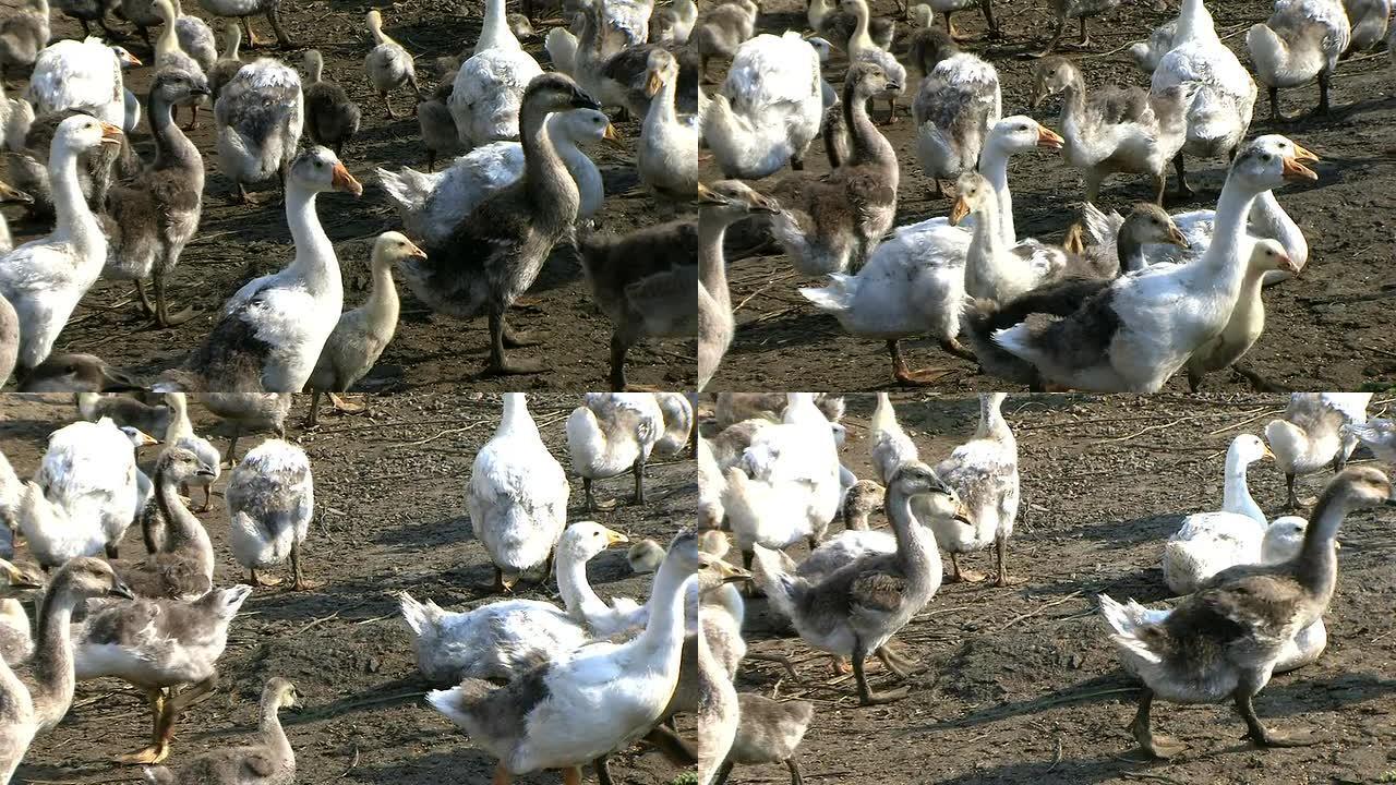 谷歌农场河滩放养养殖业鸭群鹅群