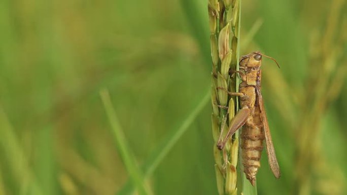 水稻上的蟋蟀微距摄影蚂蚱蚱蜢田园风光