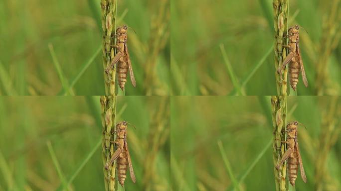 水稻上的蟋蟀微距摄影蚂蚱蚱蜢田园风光