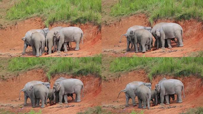 大象。相依为伴亚洲动物大象觅食