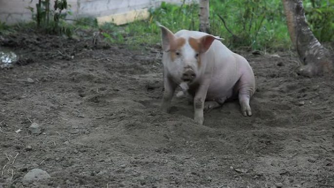 猪养猪养猪场小猪