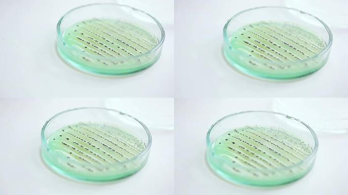 培养皿中的细菌菌落。科学背景