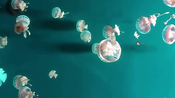 水母水母生物科普