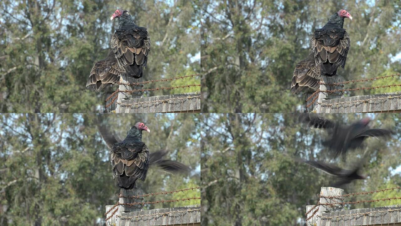 火鸡秃鹫野生动物保护生物生态飞翔飞鸟