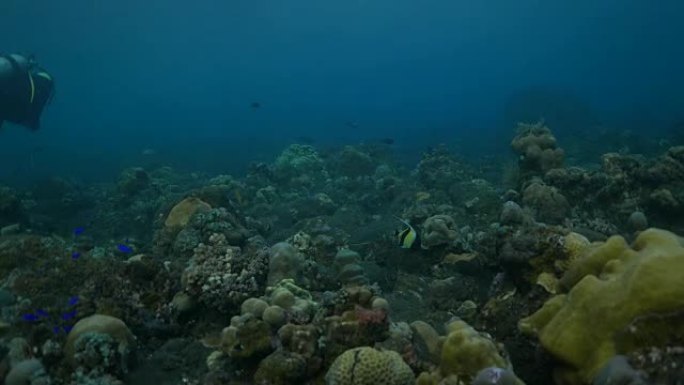 蝴蝶鱼，雀鲷在珊瑚礁游泳，图兰本，巴厘岛，印度尼西亚 (4K)