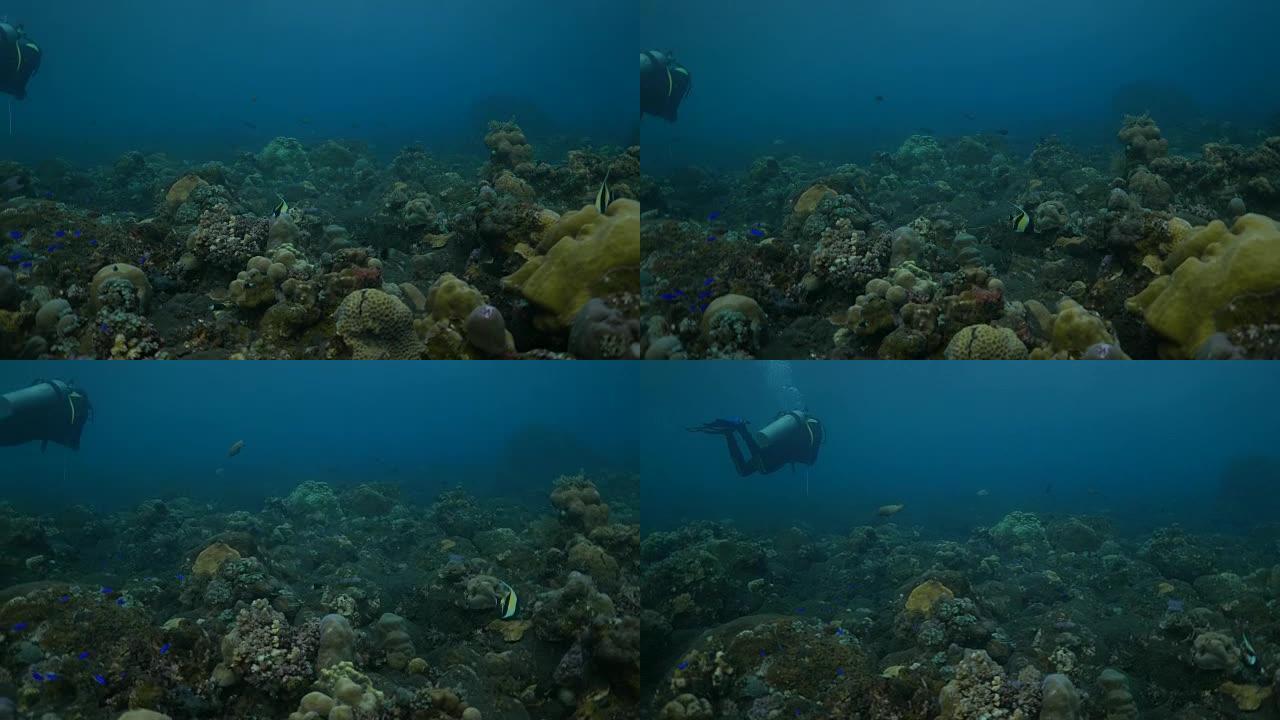 蝴蝶鱼，雀鲷在珊瑚礁游泳，图兰本，巴厘岛，印度尼西亚 (4K)
