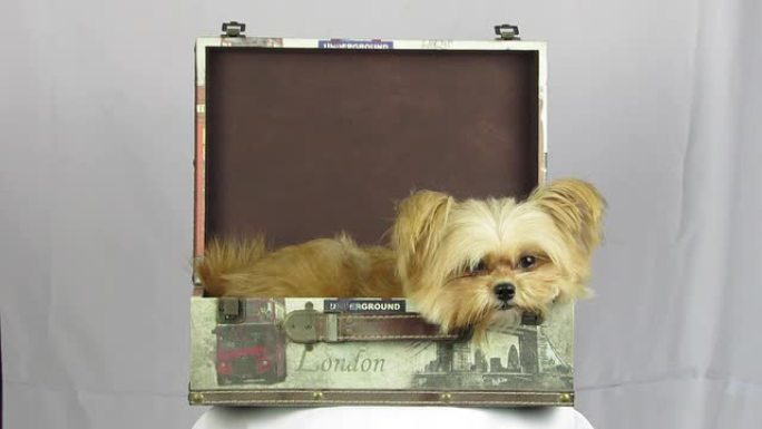 狗躺在箱子里萌宠旅行箱娇小可爱