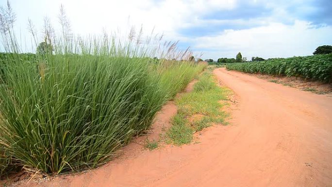 香根草香根草