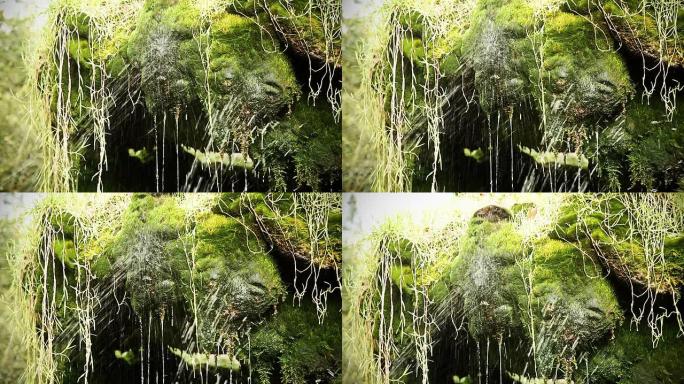长满苔藓的喷泉