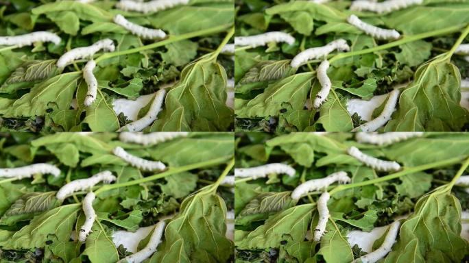 养蚕场饲养桑叶。