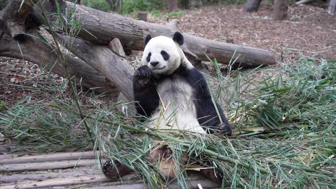 4K大熊猫生活百态汇总合集
