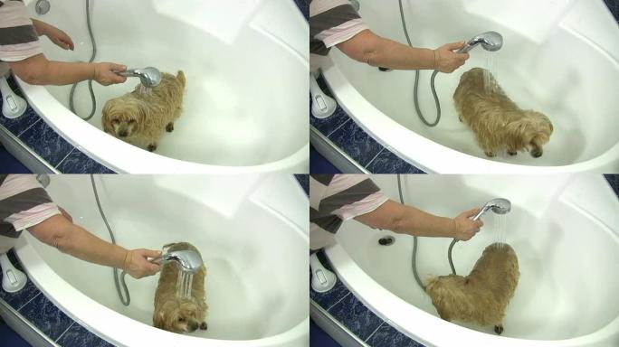 高清：狗狗洗澡宠物店给狗洗澡淋浴