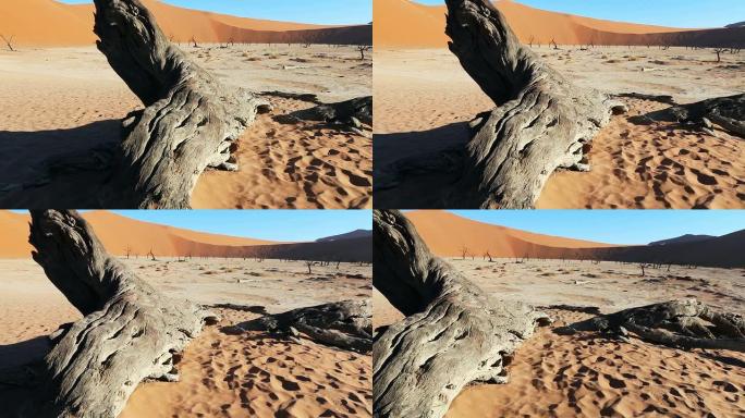 多莉在纳米比亚沙漠中拍摄的枯树