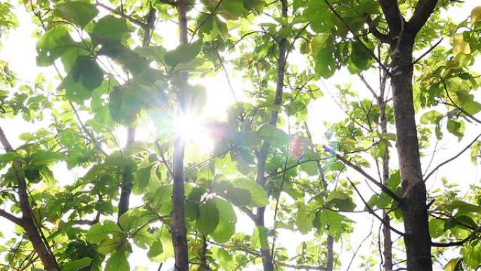 多莉拍摄的阳光树叶缝阳光普照绿色春天夏日