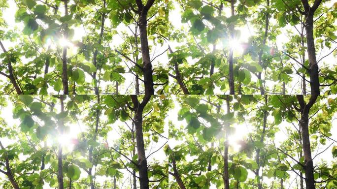 多莉拍摄的阳光树叶缝阳光普照绿色春天夏日